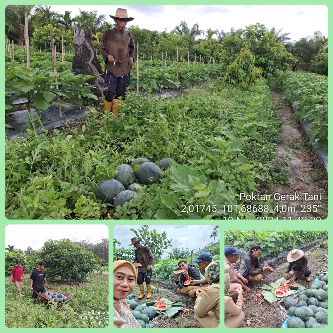 PANEN SEMANGKA BLACK SWEET DI POKTAN GERAK TANI