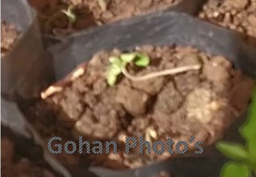 Cara Mengatasi Penyakit Rebah Batang di Persemaian tanaman Cabai