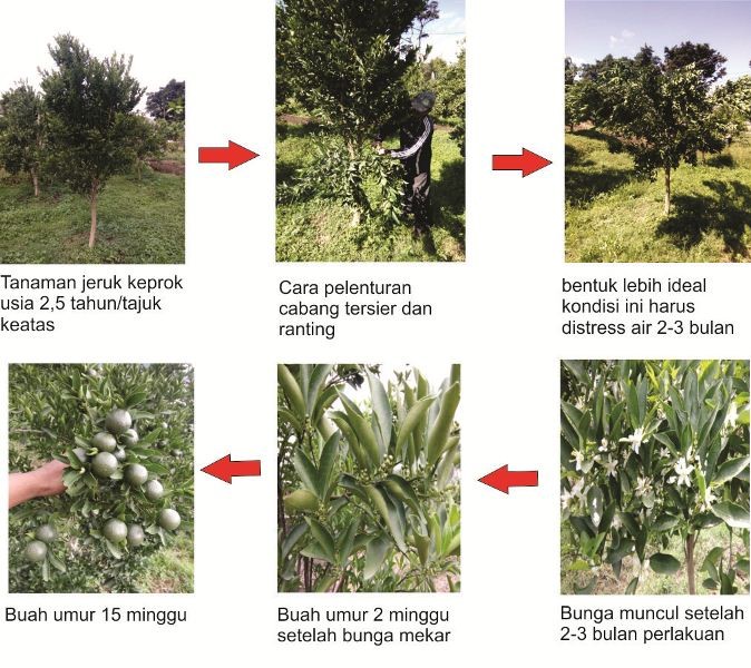 Percepatan Proses Berbuah Jeruk Keprok