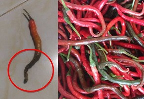 Menanggulangi Patek Pada Tanaman Cabai