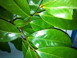 Cara Membuat Pestisida Nabati Dari Daun Sirsak