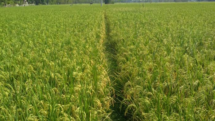 BENIH BERSERTIFIKAT DAN PERSYARATAN PENGAJUAN SERTIFIKASI BENIH