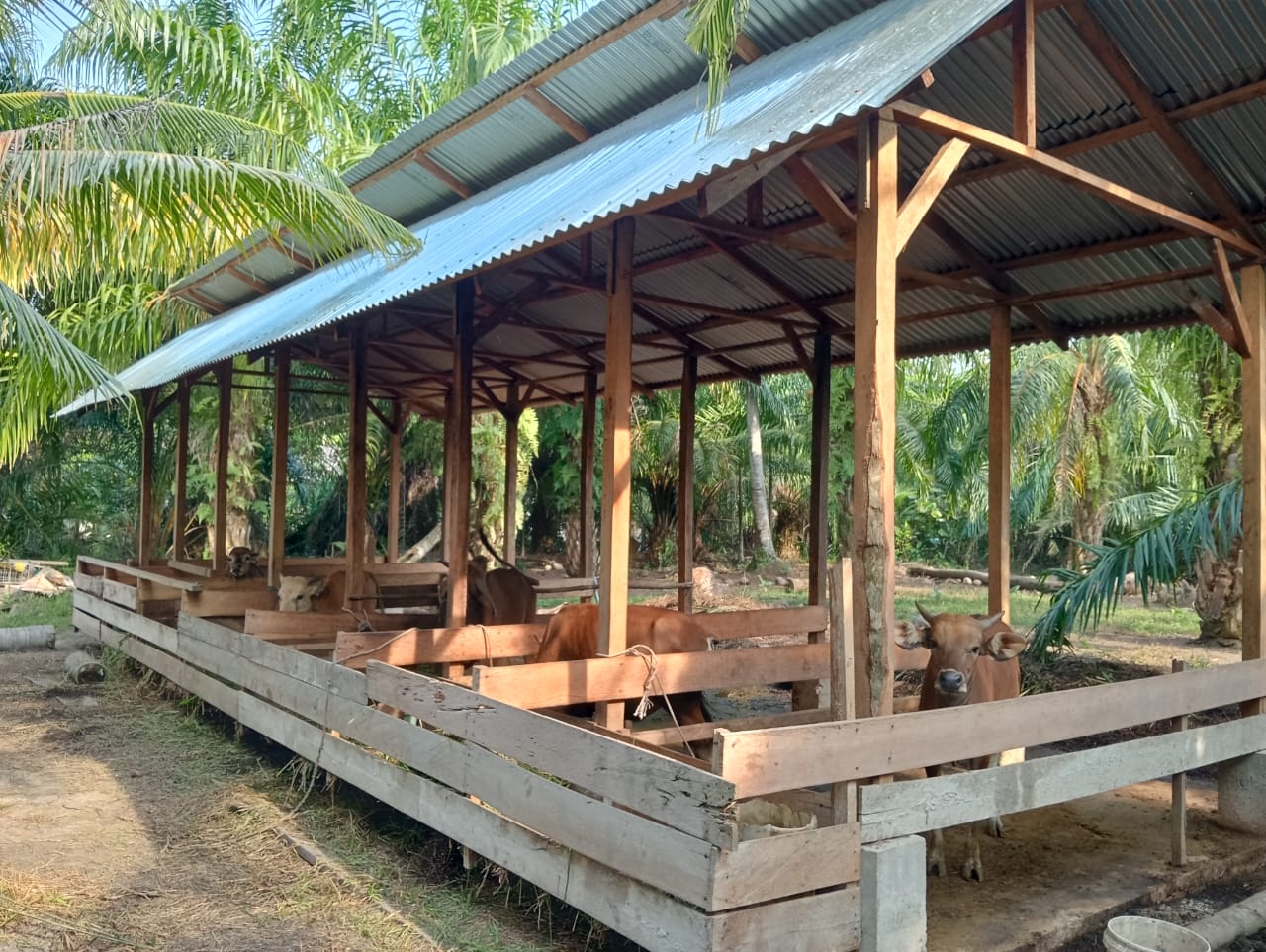 PEMERINTAHAN DESA PENEBAL KECAMATAN BENGKALIS KABUPATEN BENGKALIS, SALURKAN BANTUAN MELALUI PROGRAM KETAHANAN PANGAN DESA KE KELOMPOK TERNAK BERKAH ABADI DAN SEDERHANA