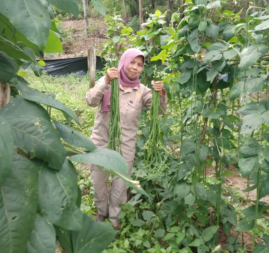 Budidaya Kacang Panjang