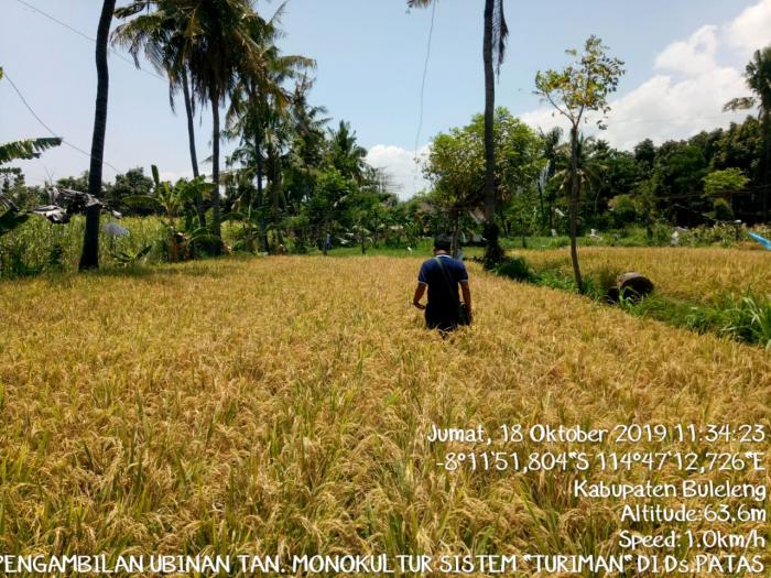 PENGAMBILAN UBINAN Ã¢â‚¬Å“TURIMANÃ¢â‚¬Â DI DESA PATAS KECAMATAN GEROKGAK