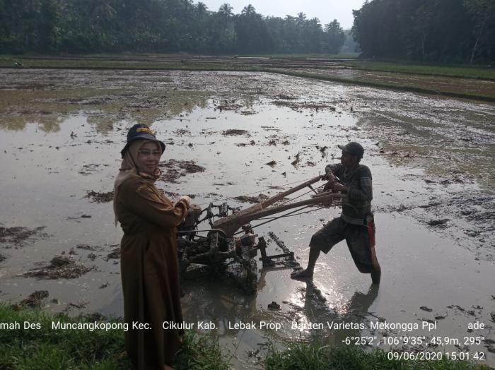 Kegiatan Percepatan Tanam padi sawah bulan Juni 2020