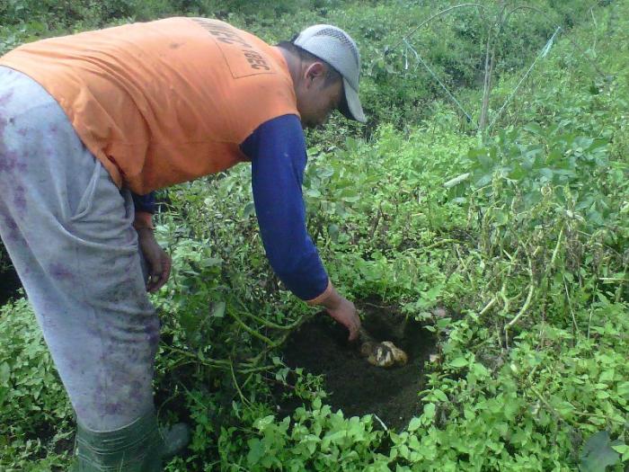 HAMA NEMATODA SISTA KUNING (NSK) PADA TANAMAN KENTANG