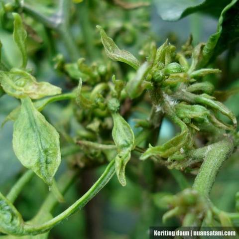 MENGATASI KERITING DAUN CABAI