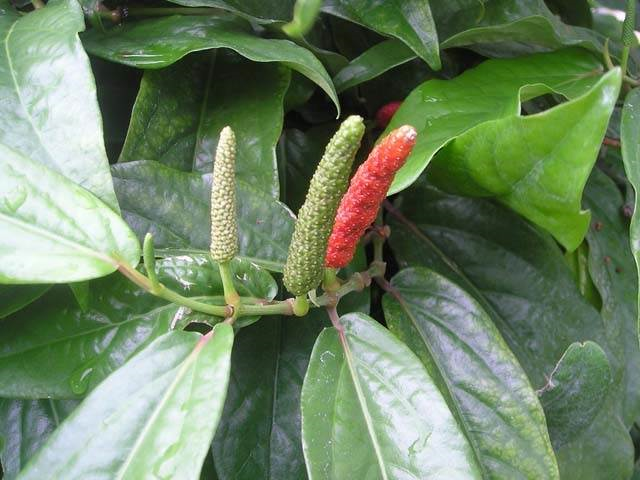 BUDIDAYA CABE JAMU DI MANTUP