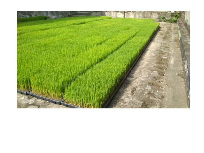 PEMBIBITAN PADI DENGAN SISTEM DAPOG