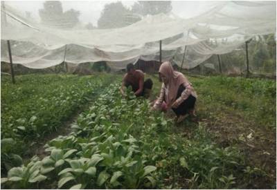 KEGIATAN PANEN SAWI DAN SELADA PETANI KELURAHAN SELATPANJANG KOTA