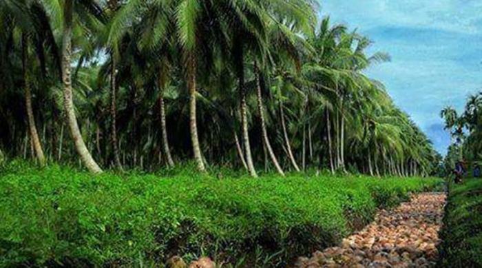 PENGOLAHAN HASIL PERKEBUNAN KELAPA SEBAGAI ARANG DAN BRIKET ARANG TEMPURUNG KELAPA