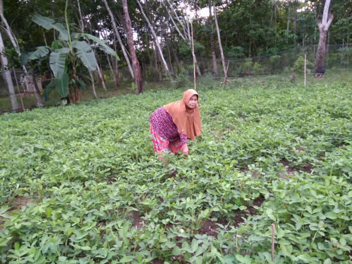 Teknologi Produksi Kacang Tanah (arachis Hypogea L)
