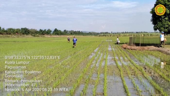 Ayo Produksi Padi di Masa Pandemi Covid 19 dengan Hemat Input