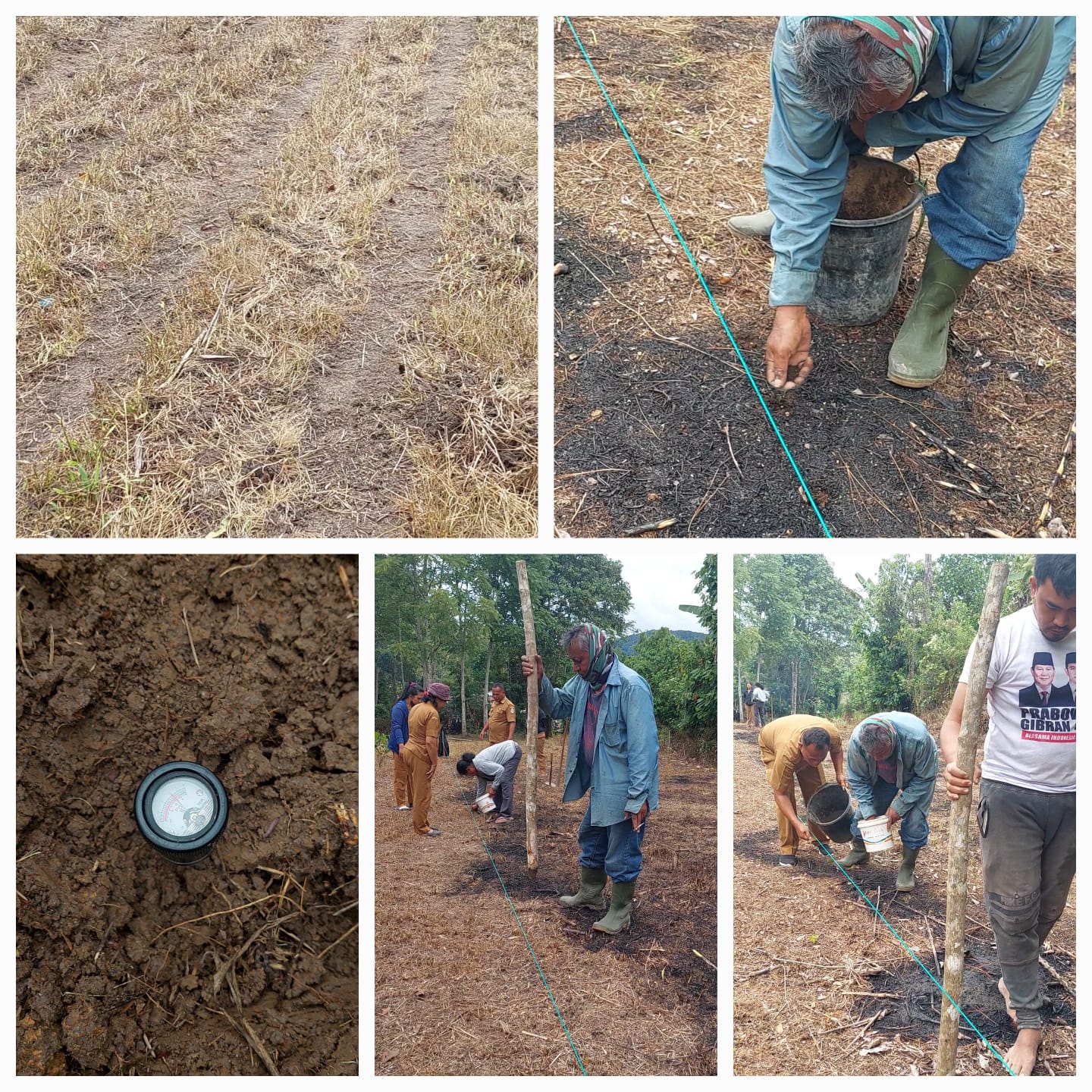 Penanaman Jagung Dengan Sistem Tot (tanpa Olah Tanah)