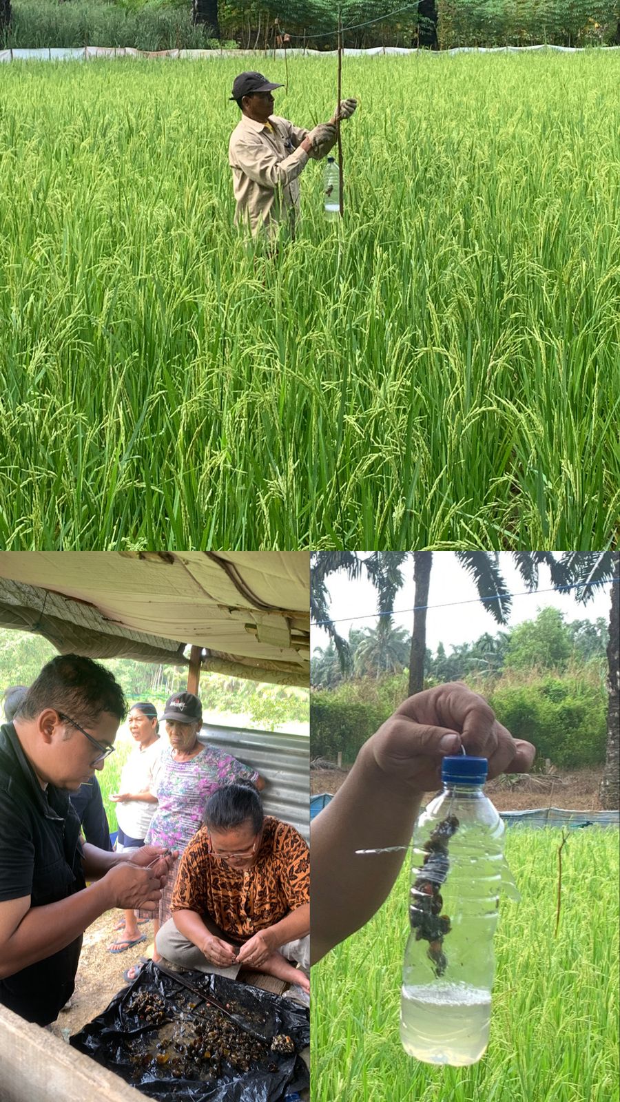 PENGGUNAAN PERANGKAP KEONGMAS UNTUK PENGENDALIAN HAMA WALANG SANGIT PADA TANAMAN PADI