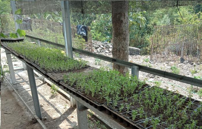 PERANAN ZAT PENGATUR TUMBUH (ZPT)DALAM PERTUMBUHAN DAN PERKEMBANGAN TUMBUHAN