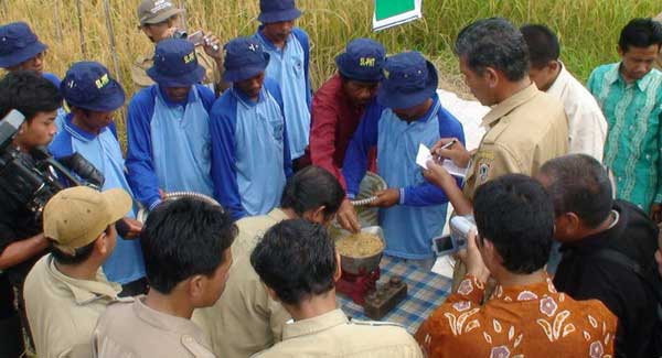 Teknologi Pengolahan Dodol  Pisang Untuk Meningkatkan Nilai Ekonomi.