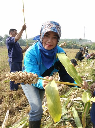 BUDIDAYA SORGUM MANIS