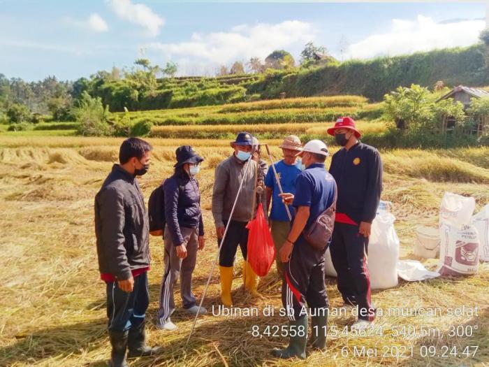 UBINAN PADI SISTEM JAJAR LEGOWO DI KELOMPOKTANI SUKO MAKMUR DESA SUNGIWETAN KEC. POHJENTREK
