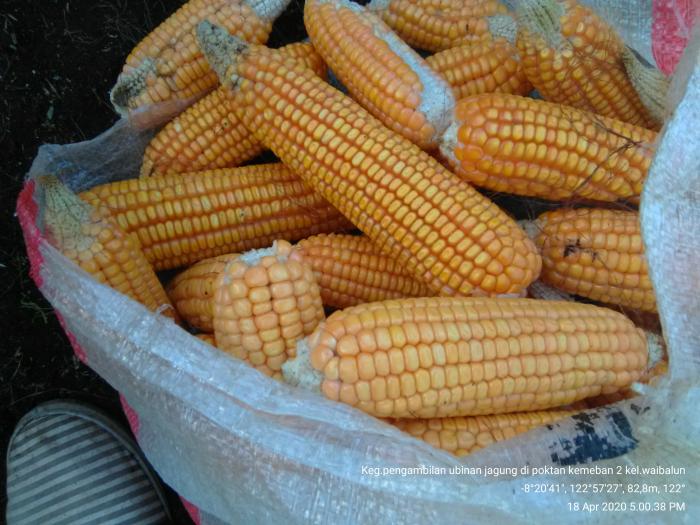 Benih Jagung