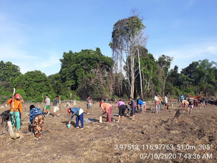 Menugal, Budaya Dayak Agabag Dalam Berladang