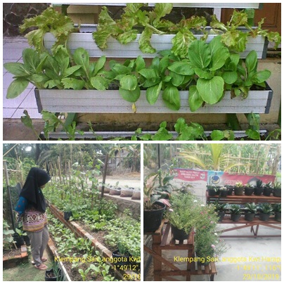  budidaya tanaman di pekarangan