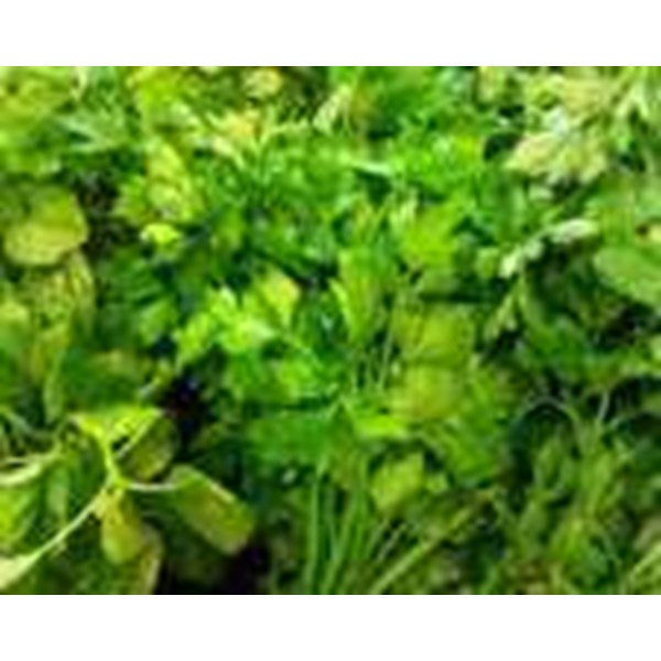 PENGENALAN TANDA-TANDA TANAMAN SAKIT