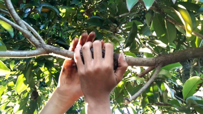 Budidaya Tanaman Sawo Melalui Cangkok
