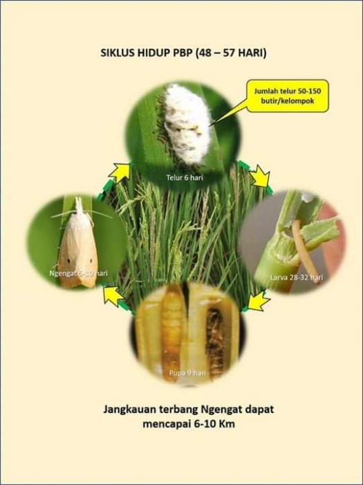 Tehnik Pengendalian Hama Penggerek Batang Padi Sawah