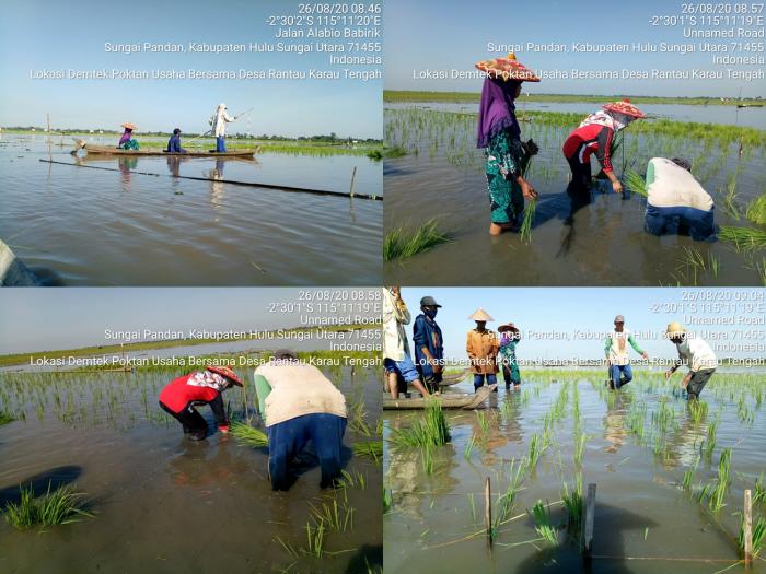 Tanam Sistem Jajar Legowo 2:1 di Lahan DEMTEK Kelompok Tani Usaha Bersama Desa Rantau Karau Tengah Kec. Sungai Pandan