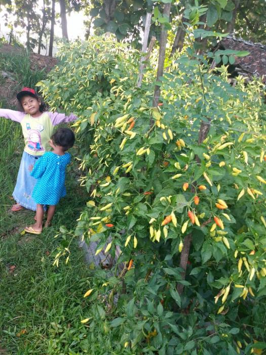 Budidaya Cabe Rawit Hasil Melimpah