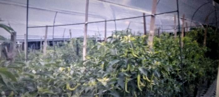 budidaya cabe merah metode sungkup