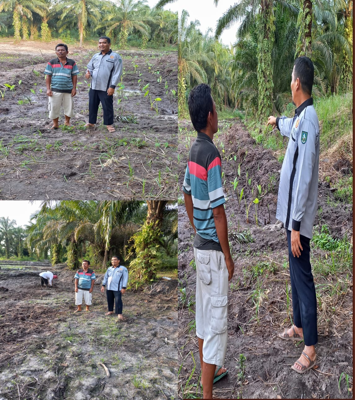 BUDIDAYA KELADI/TALAS POKTAN WIRA BIMA SEJAHTERA DESA BUMBUNG KECAMATAN BATHIN SOLAPAN