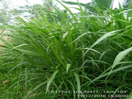 Pemanfaatan Rumput Gajah Sebagai Pakan Ternak