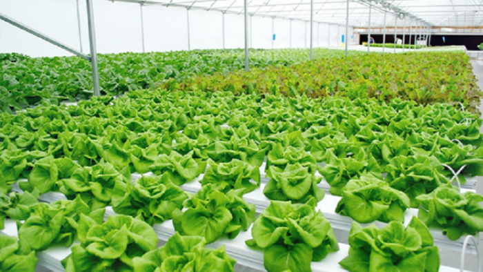 BEDA PERSEPSI SISTEM PERTANIAN ALAMI DAN ORGANIK