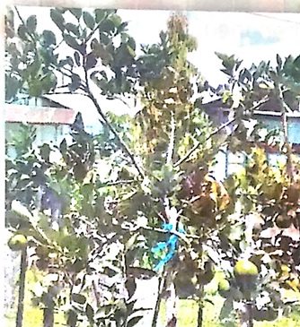 YUK, TANAM JERUK DI HALAMAN RUMAHMU..