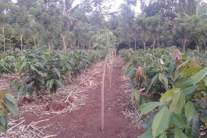 KONSERVASI LAHAN KAKAO SECARA VEGETATIF 