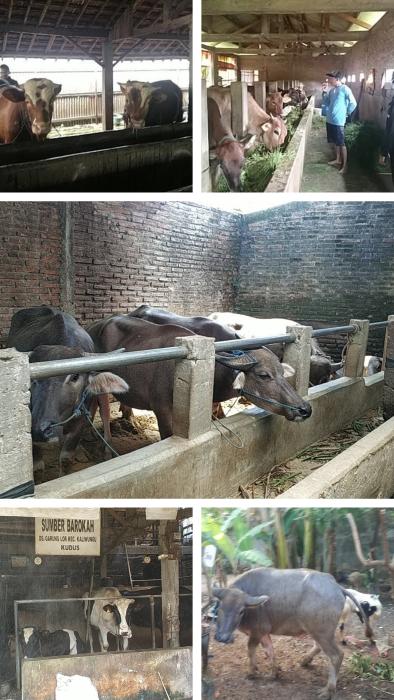 Mewaspadai Penyakit Mulut dan Kuku (Artikel 10 Mei 2022, diposting ulang 15 Januari 2023)