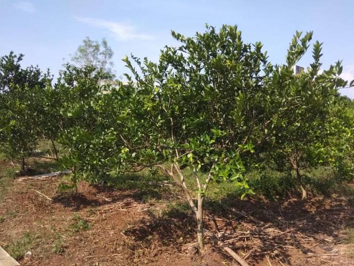 Strategi Pengendalian Penyakit CPVD