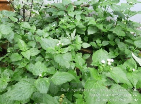 TANAMAN BEBADOTAN OBAT LUKA