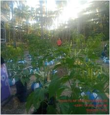 6 Cara Menanam Cabe Sendiri di Rumah dengan Mudah dan Pasti Berbuah