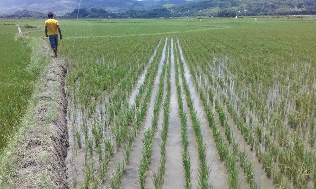 PERTANAMAN PADI SAWAH KEGIATAN PRIMATANI OLEH KELOMPOK HAMPARAN MODU