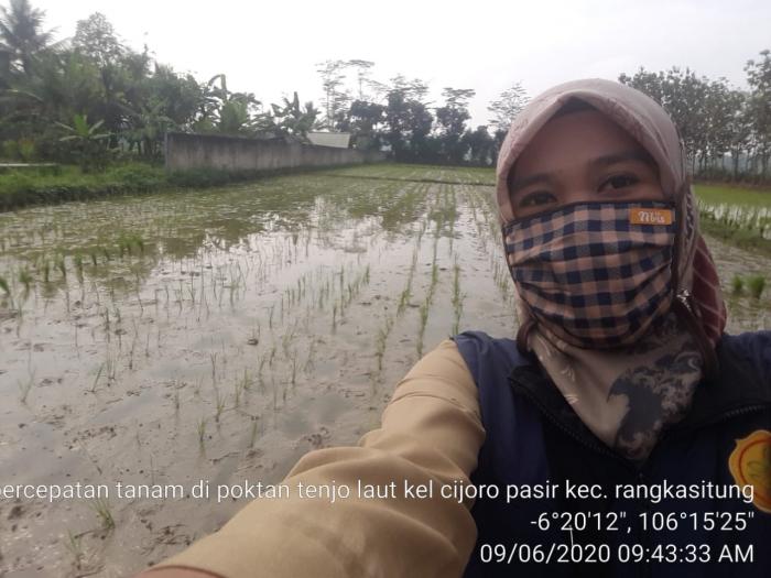 Kegiatan Percepatan Tanam padi sawah bulan Juni 2020 di Kec Rangkasbitung