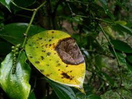 JENIS-JENIS LADA DI INDONESIA