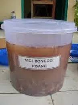 PEMBUATAN MOL BONGGOL PISANG