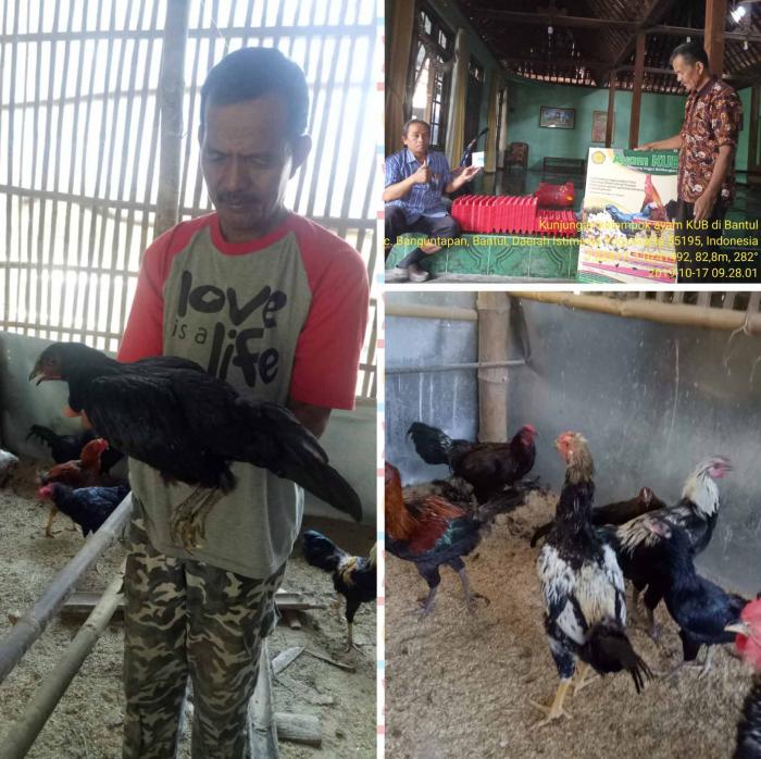 AYAM KAMPUNG UNGGUL BALITBANGTAN (KUB)