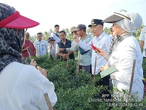 Pj Bupati Tanggamus Support Petani Cabai