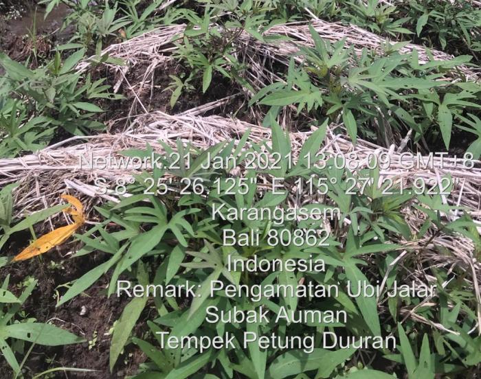 METODE SELEKSI KLON UNGGUL KAKAO MULIA BERDASARKAN WARNA BIJI