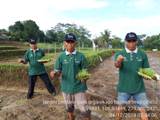 BACK TO NATURE THROUGH ORGANIC AGRICULTURE METHOD   SYSTEM OF RICE INTENSIFICATION (SRI)